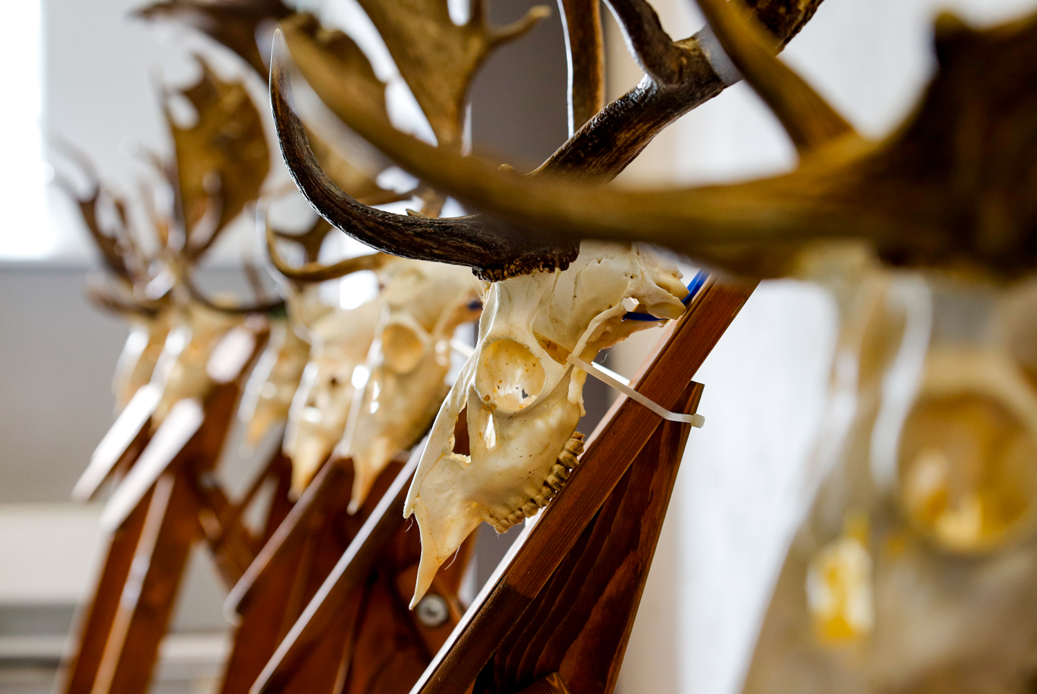 Mikotoxinok Megjelenése a Magyarországi Dámszarvasok Táplálékláncában